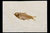 Detailed Fossil Fish (Knightia) - Wyoming #174696-1